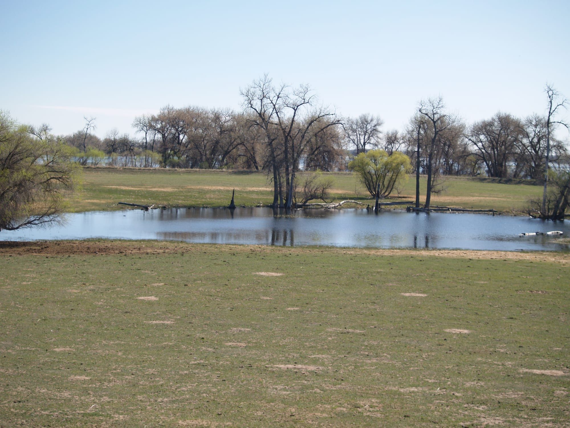 A green meadow beside a pond, with bare cottonwoods and willows behind it under a clear, pale blue sky